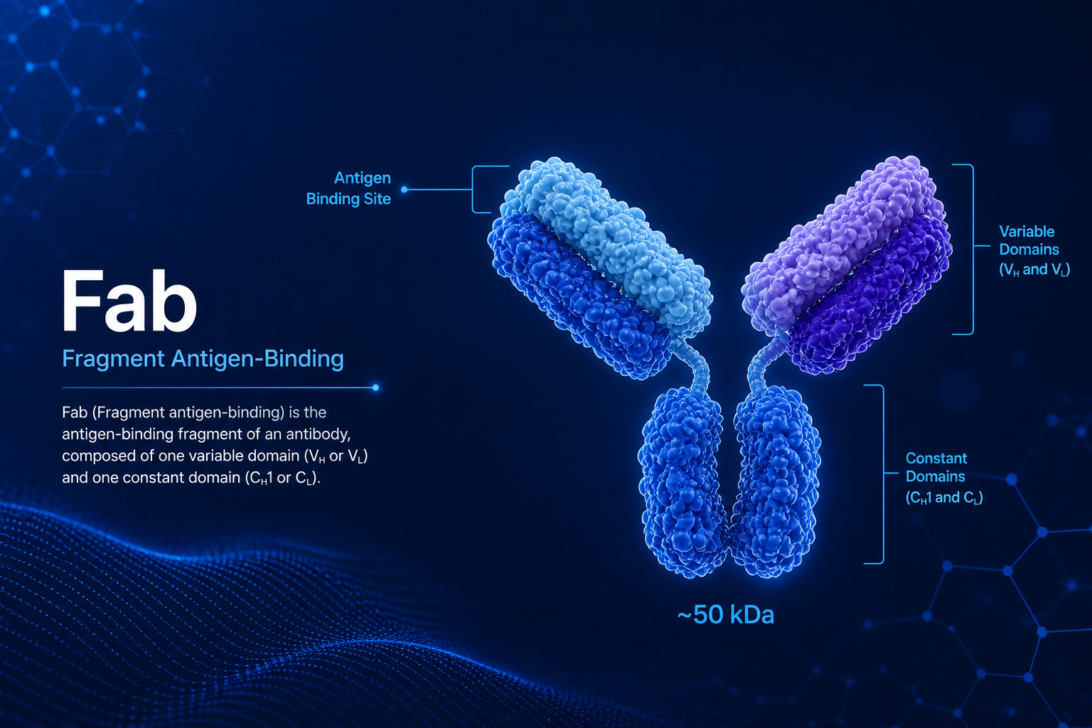 Fab — Fragment Antigen-Binding structure