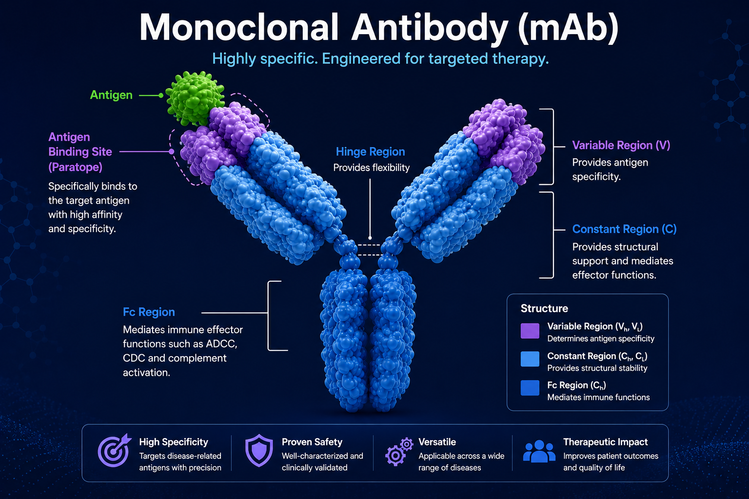 Monoclonal antibody structure and regions