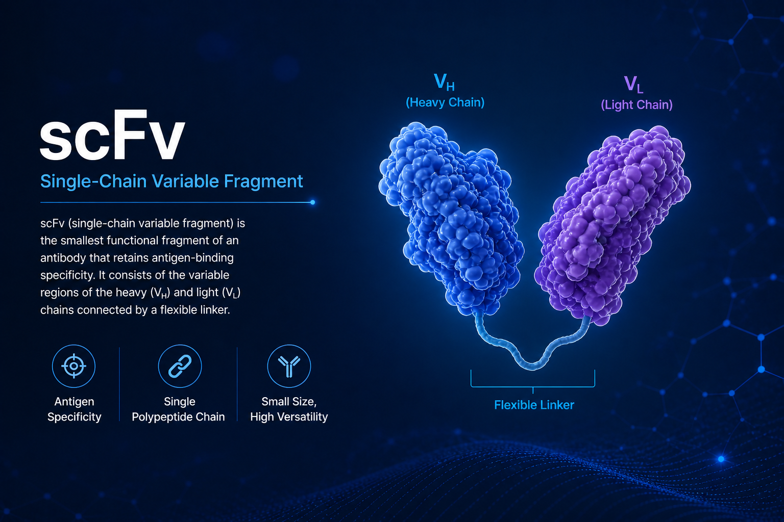scFv — Single-Chain Variable Fragment structure